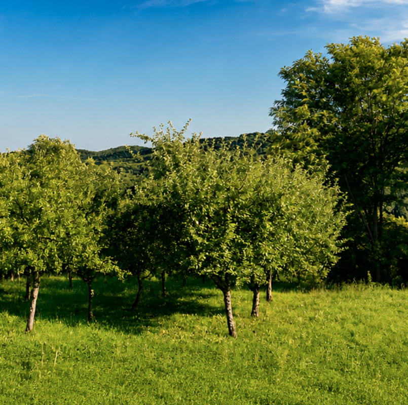 Travniški nasad